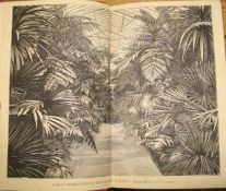 [GARDENING] WILLIAMS (B.) Choice Store and Greenhouse Ornamental-Leaved Plants, 8vo, folding plates,