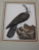 ORNITHOLOGY / LEWIN, gouache watercolour of an OSPREY painted on vellum, 20th c mount, numbered 