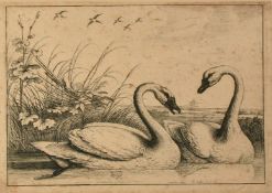 Hollar after Barlow, 'Two Swans Swimming', etching, 5.5