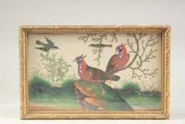 A 19TH CENTURY CHINESE PITH PAINTING OF EXOTIC BIRDS, framed and glazed, image 18cm x 30.5cm.