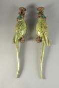 A PAIR OF PORCELAIN AND ORMOLU WALL MOUNTED CANDLESTICKS modelled as parrots. 18ins high.