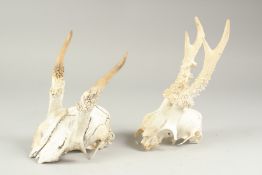 TWO ROE DEER SKULLS.