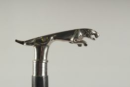A CHROME JAGUAR HANDLE WALKING STICK. 3ft 2.5ins long.