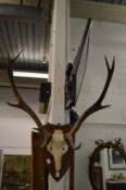 A set of deer antlers on shield shape plaque.