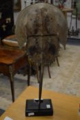 A good large horseshoe crab taxidermy on stand.