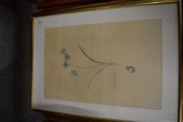 Elektra Megaw, three watercolour paintings depicting wild flowers of Cyprus.