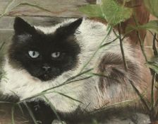 20th Century English School, study of a Siamese cat in foliage, pastel, 8