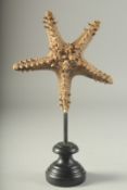 A LARGE STAR FISH on a wooden base. 7ins high.