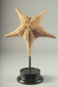 A LARGE STAR FISH on a wooden base. 10ins high.
