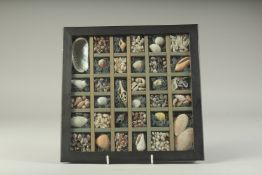 A GLAZED CASE OF SHELL SPECIMENS. 10.5ins x 10.5ins.