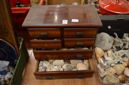 Table top chest containing numerous shells together with a large quantity of loose shells and