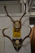 Two sets of deer antlers mounted on shield shaped plaques.