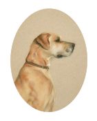 Circle of Peter Biegel, head study of a dog, possibly a Great Dane, 9.5
