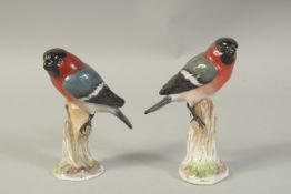 A PAIR OF MEISSEN BULLFINCHES modelled by Joachim Kaendler. Circa. 1870. 14.8cm and 13.8cm high.