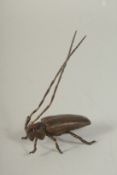 A BRONZE OKIMONO OF A LONGHORN BEETLE, 6.5cm long.