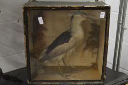 A stuffed and mounted bird in display case.