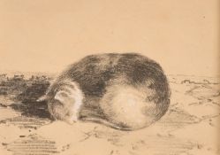 Circle of Gottfried Mind, a sleeping cat, pencil heightened in white, 3