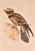 J and E Gould, 'Lyncornis Cerviniceps', hand coloured lithograph, 19.75