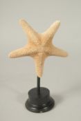 A STAR FISH SPECIMEN, 6ins high, on a stand.