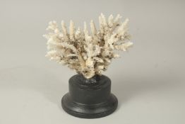 A CORAL SPECIMEN, 6ins high, on a stand.
