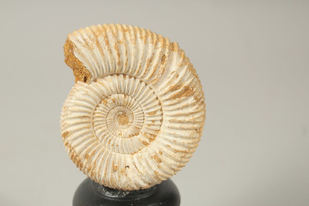 AN AMMONITE SPECIMEN, 3ins high, on a stand. - Image 2 of 3