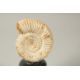 AN AMMONITE SPECIMEN, 3ins high, on a stand. - Image 2 of 3