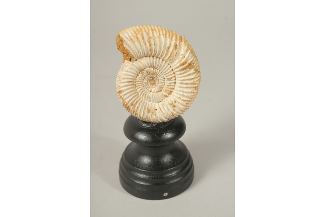 AN AMMONITE SPECIMEN, 3ins high, on a stand. - Image 1 of 3