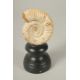 AN AMMONITE SPECIMEN, 3ins high, on a stand. - Image 1 of 3