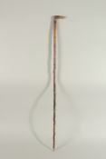 A RUSTIC WALKING STICK with a whippet bone handle. 35ins long.