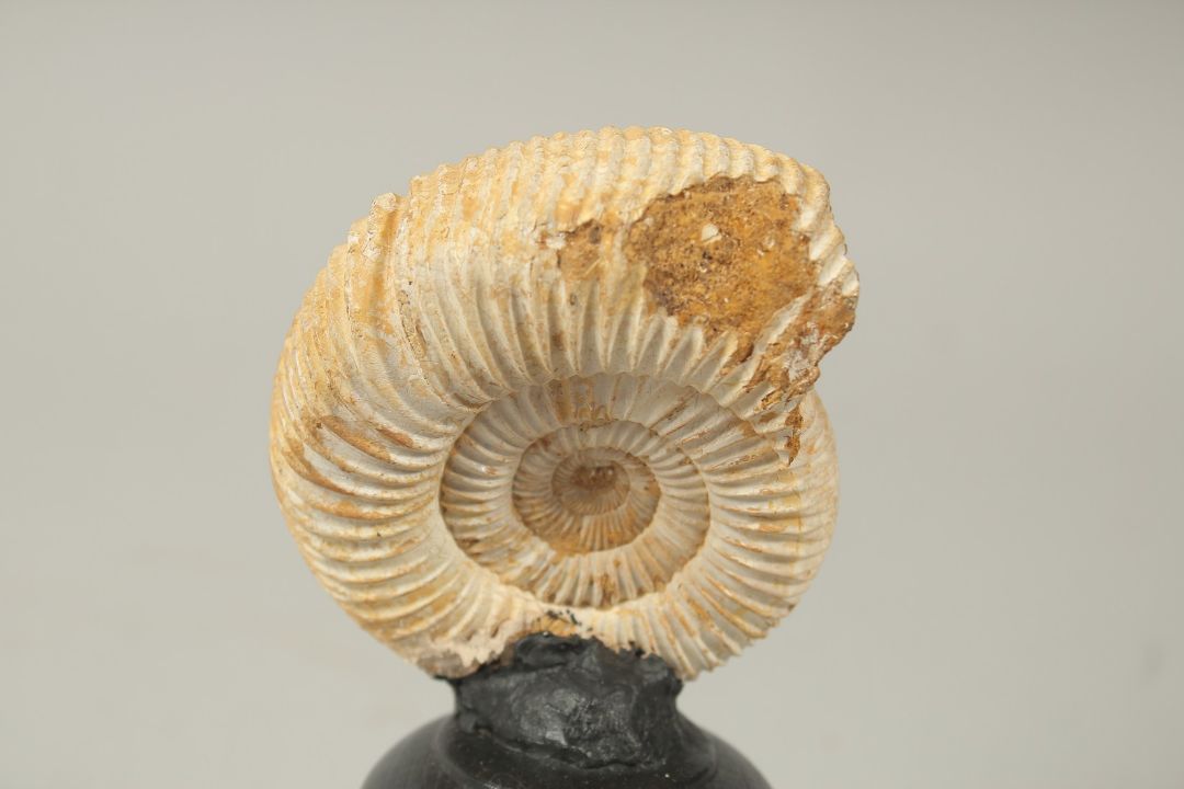 AN AMMONITE SPECIMEN, 3ins high, on a stand. - Image 3 of 3