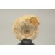 AN AMMONITE SPECIMEN, 3ins high, on a stand. - Image 3 of 3