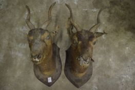 Two stuffed and mounted deers heads (faults).