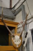 Two pairs of deer antlers mounted on shield shape plaques.