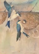 Ralston Gudgeon (1910-1984), Housemartins feeding their chick, watercolour, signed, 14.75