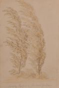 18th Century English School, 'Lombardy Poplars in Lansdown Gardens', pencil and wash, inscribed with