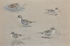 Circle of Peter Scott, studies of ducks, pencil and watercolour, signed with initials and dated