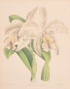 John Nugent Fitch, two hand coloured lithographs of Irises, 11.75