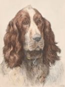 Herbert Dicksee, study of a springer spaniel, colour etching, later impression, plate size 13