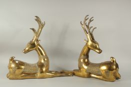 A LARGE PAIR OF BRONZE SEATED DEER looking backwards. 50cms high x 52cms long.