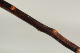 A RUSTIC WALKING STICK with a whippet bone handle. 35ins long.