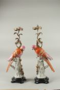 A PAIR OF CONTINENTAL PORCELAIN AND GILT METAL PINK AND ORANGE PARROT CANDLESTICKS. 50cms high.