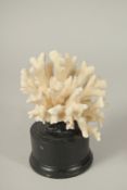 A CORAL SPECIMEN, 5ins high, on a stand.