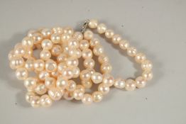 A STRING OF ONE HUNDRED PEARLS, 80cms, in a bag.
