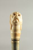 A WALKING STICK with a carved bone handle of a pug dog.