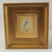 A FINE 18TH-19TH CENTURY MUGHAL INDIAN MINIATURE PAINTING depicting a royal falcon wearing a gold