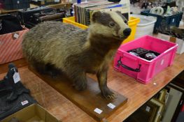 A stuffed and mounted badger.