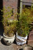 A large plant pot containing a bamboo together with a similar bamboo plant (lacking pot).
