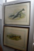 Two large colour prints depicting fish.