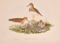 John Gould and Henry Constantine Richter 'Locustella Avicula' and 'Limnocinclus Pectoralis', two