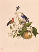 James Forbes after W. Hooker, South American Birds, two hand coloured engravings, each 11.5
